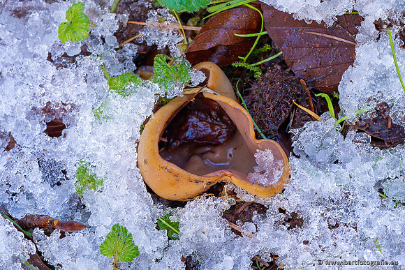 Paddenstoelen 2024-142