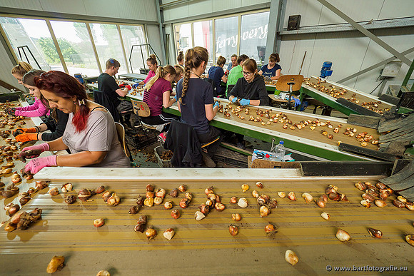 De Wit Bloembollen 020719-008