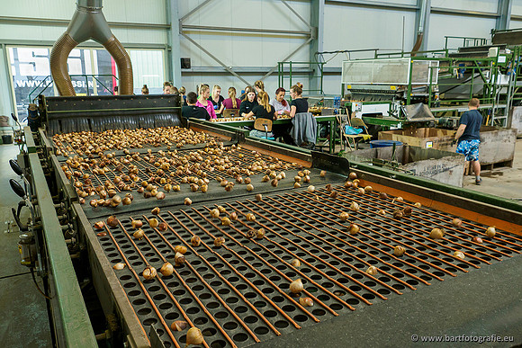 De Wit Bloembollen 020719-045