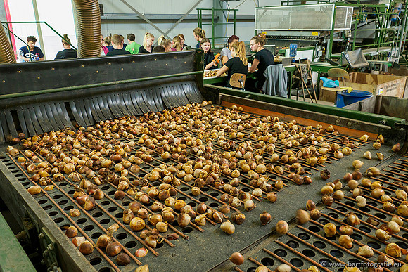 De Wit Bloembollen 020719-047