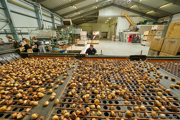 De Wit Bloembollen 020719-048