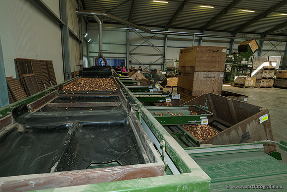 De Wit Bloembollen 020719-053