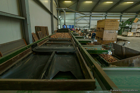 De Wit Bloembollen 020719-054