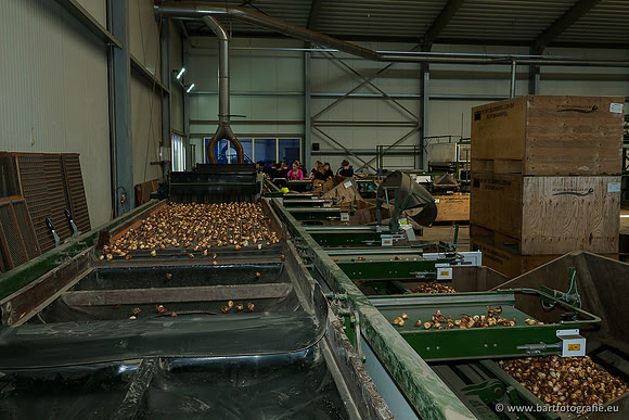 De Wit Bloembollen 020719-055