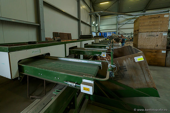 De Wit Bloembollen 020719-056