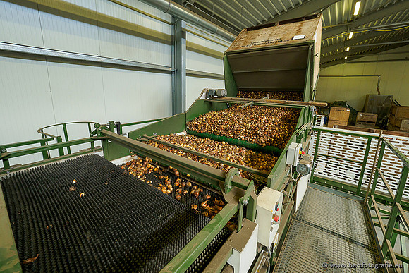 De Wit Bloembollen 020719-061