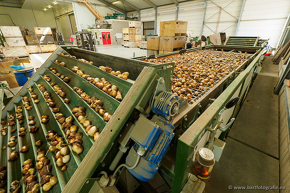 De Wit Bloembollen 020719-067