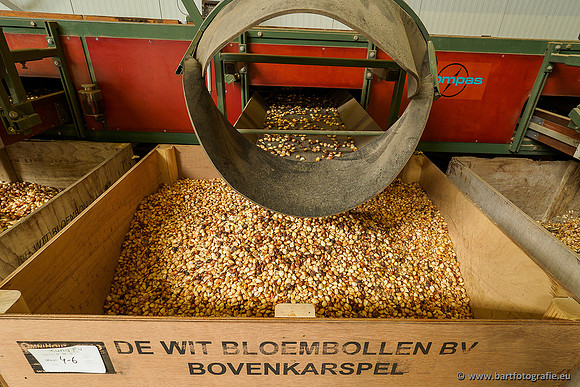 De Wit Bloembollen 020719-071