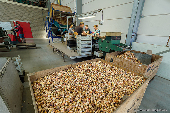 De Wit Bloembollen 020719-085