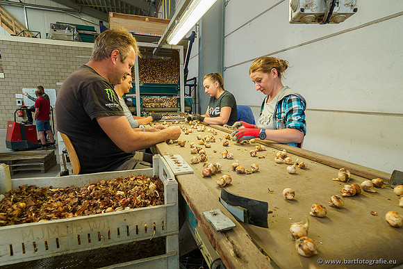 De Wit Bloembollen 020719-086