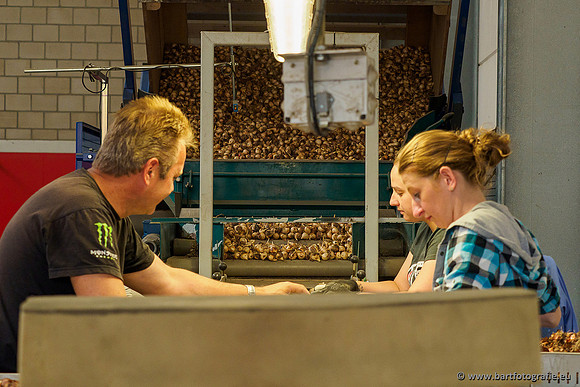 De Wit Bloembollen 020719-089