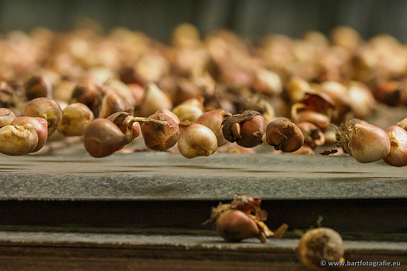 De Wit Bloembollen 020719-097