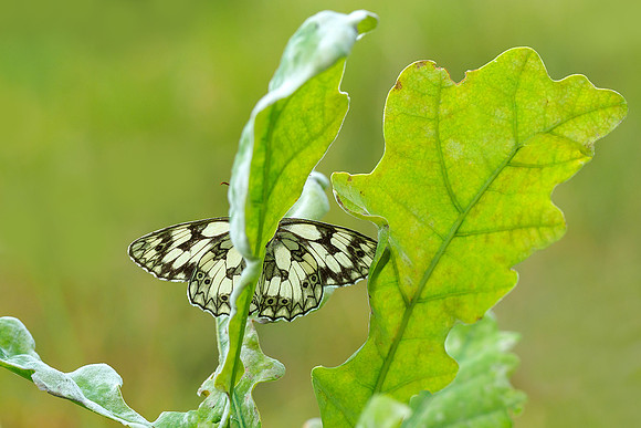 Viroinval juli 2019 Bart Fotografie-006