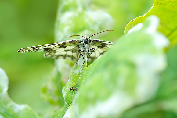 Viroinval juli 2019 Bart Fotografie-007