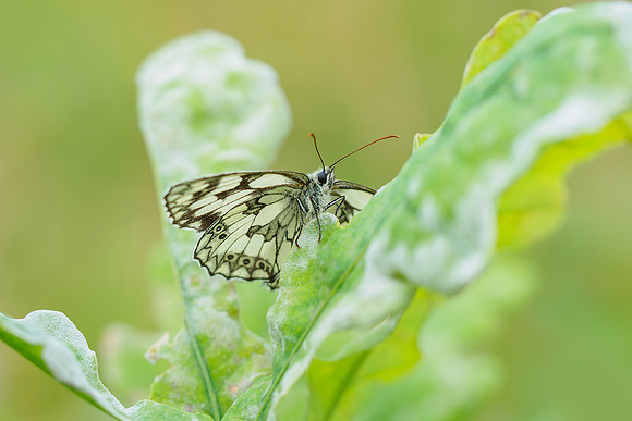 Viroinval juli 2019 Bart Fotografie-008