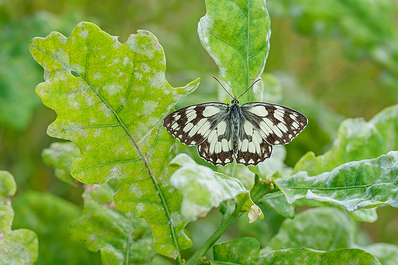 Viroinval juli 2019 Bart Fotografie-009