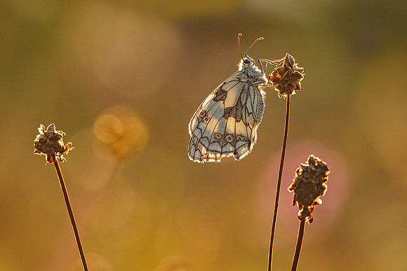 Viroinval juli 2019 Bart Fotografie-010