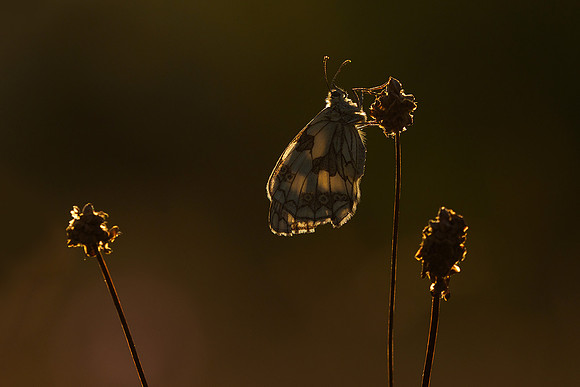 Viroinval juli 2019 Bart Fotografie-011