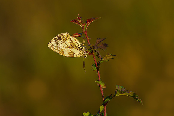 Viroinval juli 2019 Bart Fotografie-012