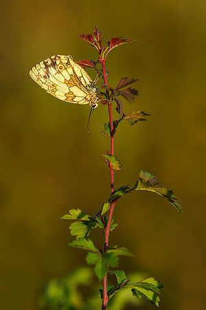 Viroinval juli 2019 Bart Fotografie-013