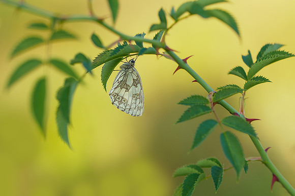 Viroinval juli 2019 Bart Fotografie-014