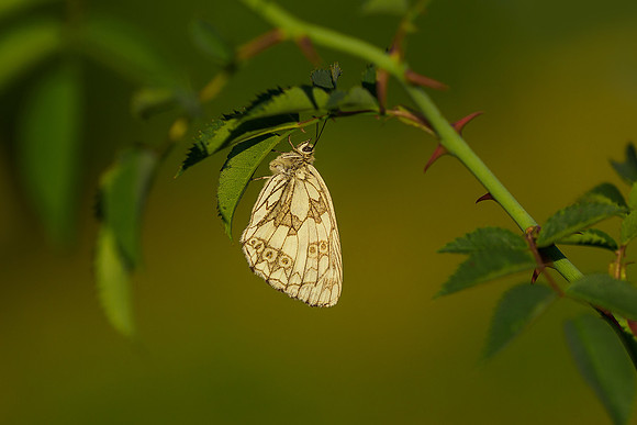 Viroinval juli 2019 Bart Fotografie-015