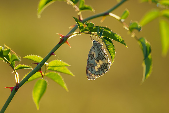 Viroinval juli 2019 Bart Fotografie-016