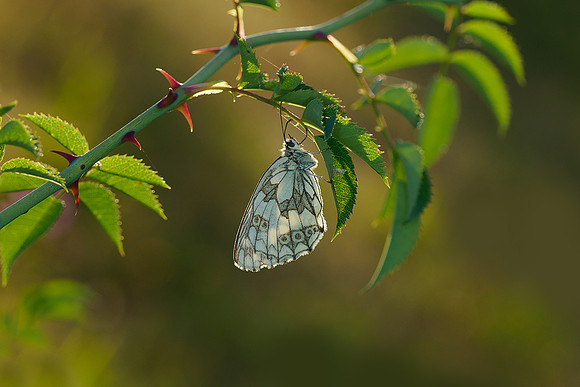 Viroinval juli 2019 Bart Fotografie-017