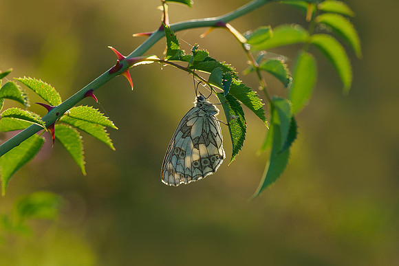 Viroinval juli 2019 Bart Fotografie-018