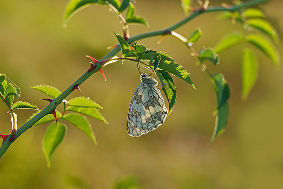 Viroinval juli 2019 Bart Fotografie-019