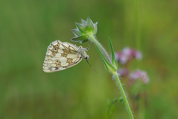 Viroinval juli 2019 Bart Fotografie-020