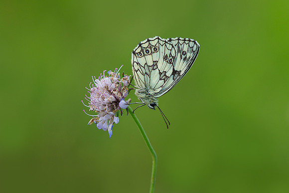 Viroinval juli 2019 Bart Fotografie-021