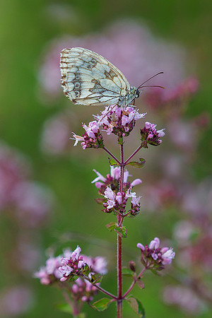 Viroinval juli 2019 Bart Fotografie-022