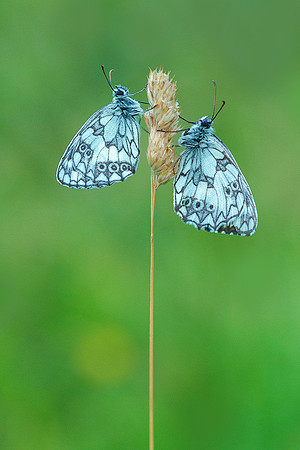 Viroinval juli 2019 Bart Fotografie-023