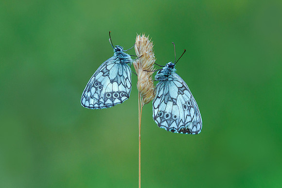 Viroinval juli 2019 Bart Fotografie-024