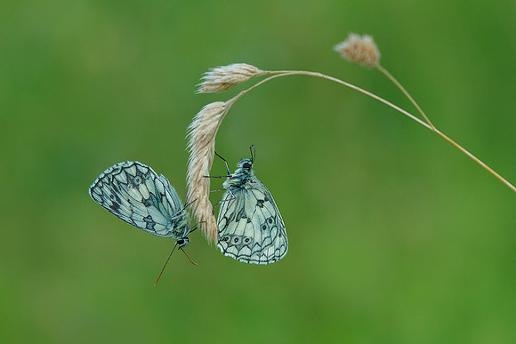 Viroinval juli 2019 Bart Fotografie-025