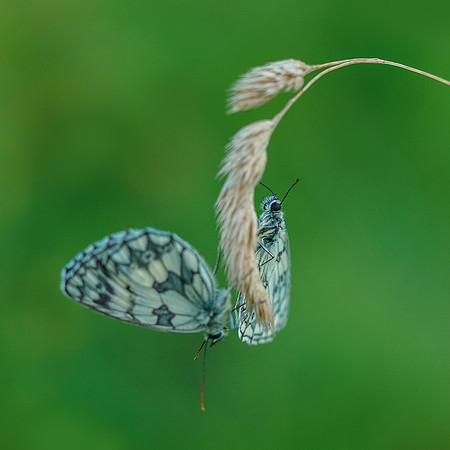Viroinval juli 2019 Bart Fotografie-026