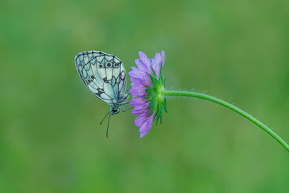 Viroinval juli 2019 Bart Fotografie-028