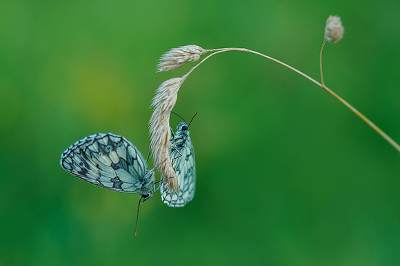 Viroinval juli 2019 Bart Fotografie-027