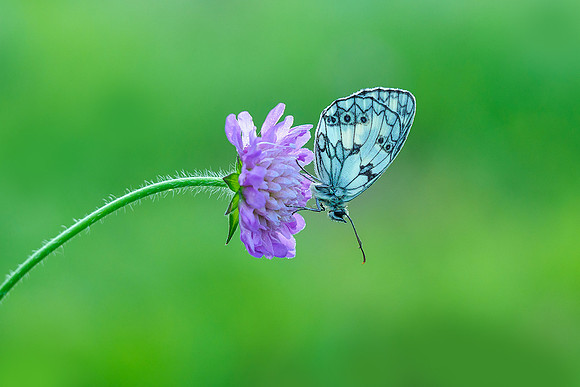Viroinval juli 2019 Bart Fotografie-029
