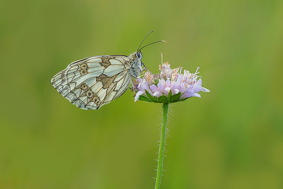 Viroinval juli 2019 Bart Fotografie-031