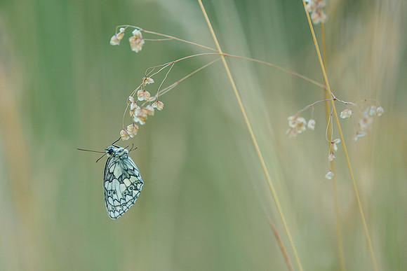 Viroinval juli 2019 Bart Fotografie-032