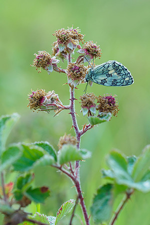 Viroinval juli 2019 Bart Fotografie-035