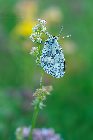 Viroinval juli 2019 Bart Fotografie-033