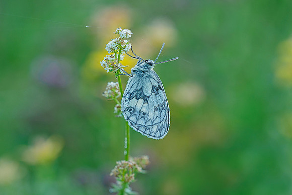Viroinval juli 2019 Bart Fotografie-034