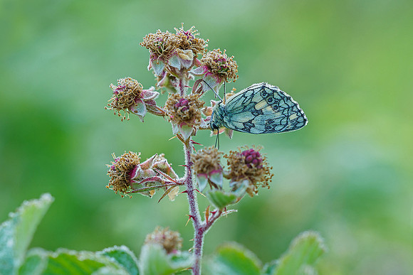 Viroinval juli 2019 Bart Fotografie-036