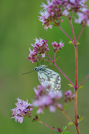 Viroinval juli 2019 Bart Fotografie-037