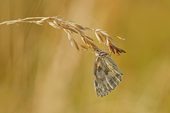 Viroinval juli 2019 Bart Fotografie-038