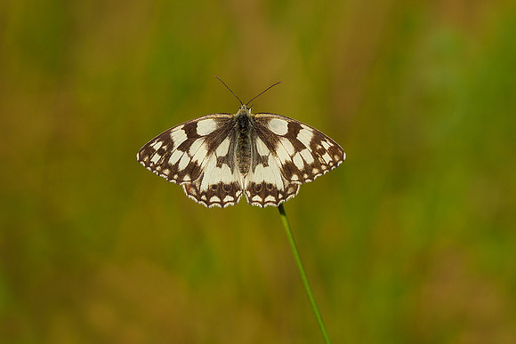 Viroinval juli 2019 Bart Fotografie-040