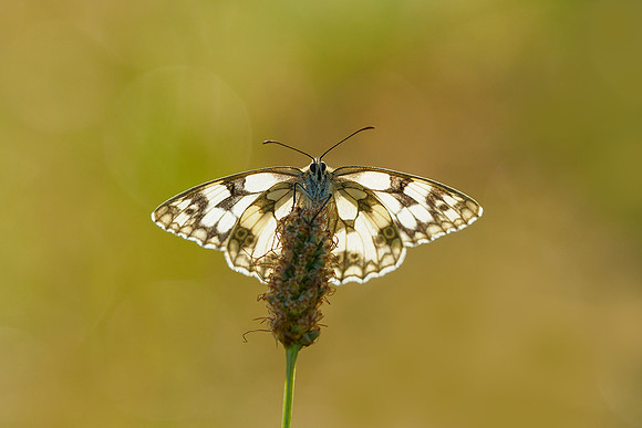 Viroinval juli 2019 Bart Fotografie-041
